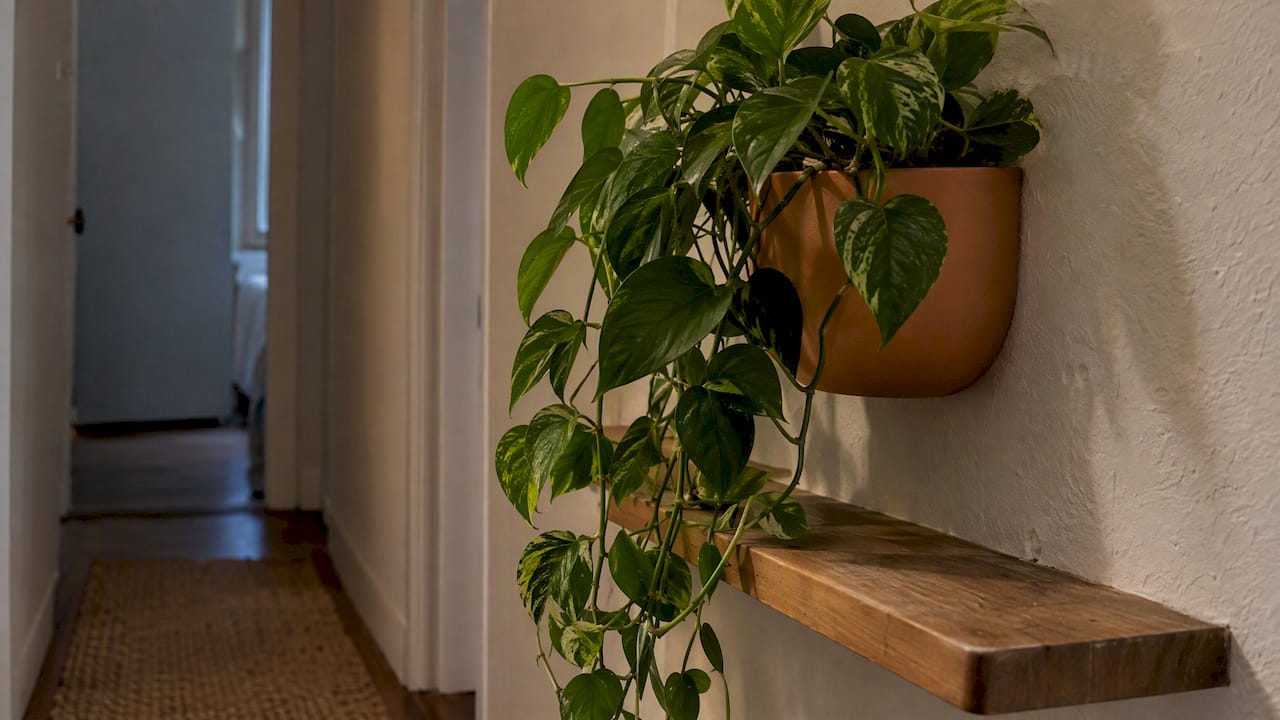 Renters Can Brighten Dark Hallways Without Paint or Drilling 2 Trailing greenery in a hallway wall planter